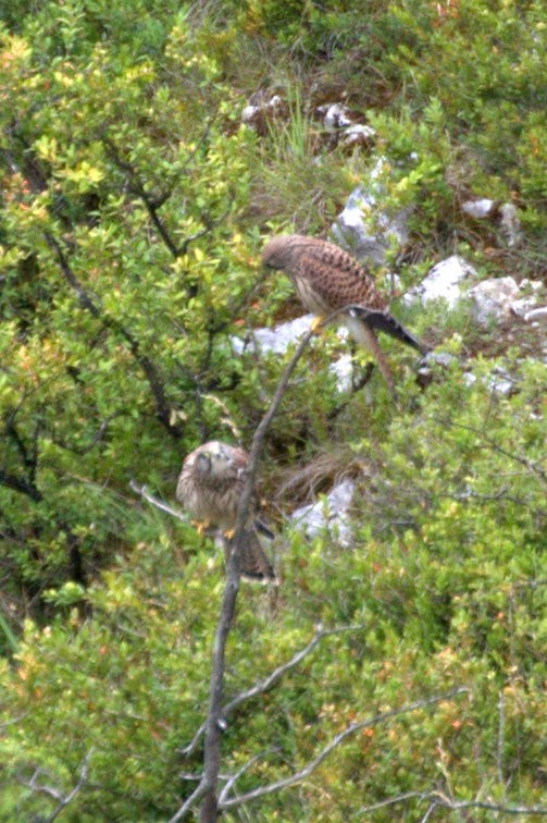 Eurasian Kestrel - ML139749181