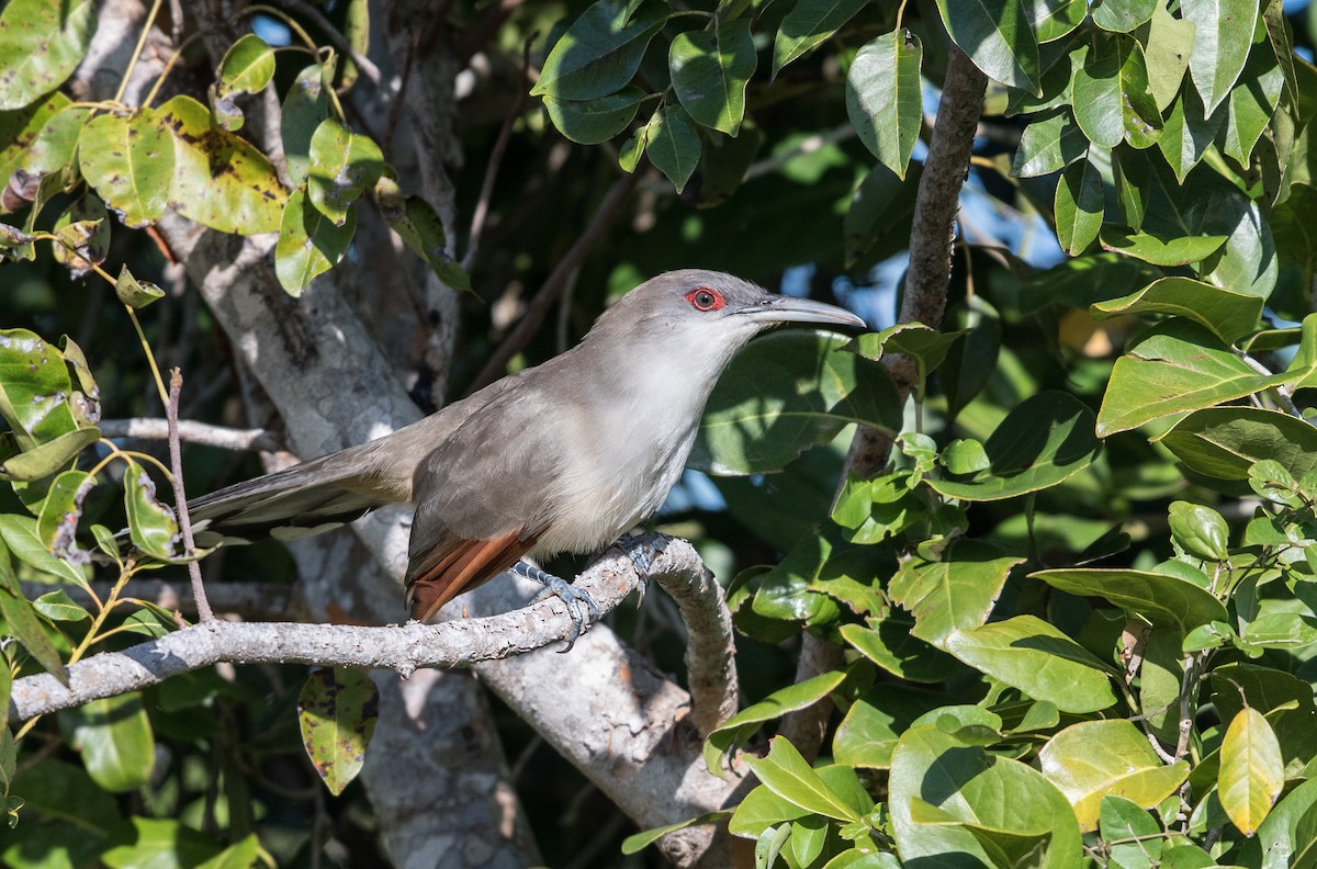 Great Lizard-Cuckoo - Simon Boivin