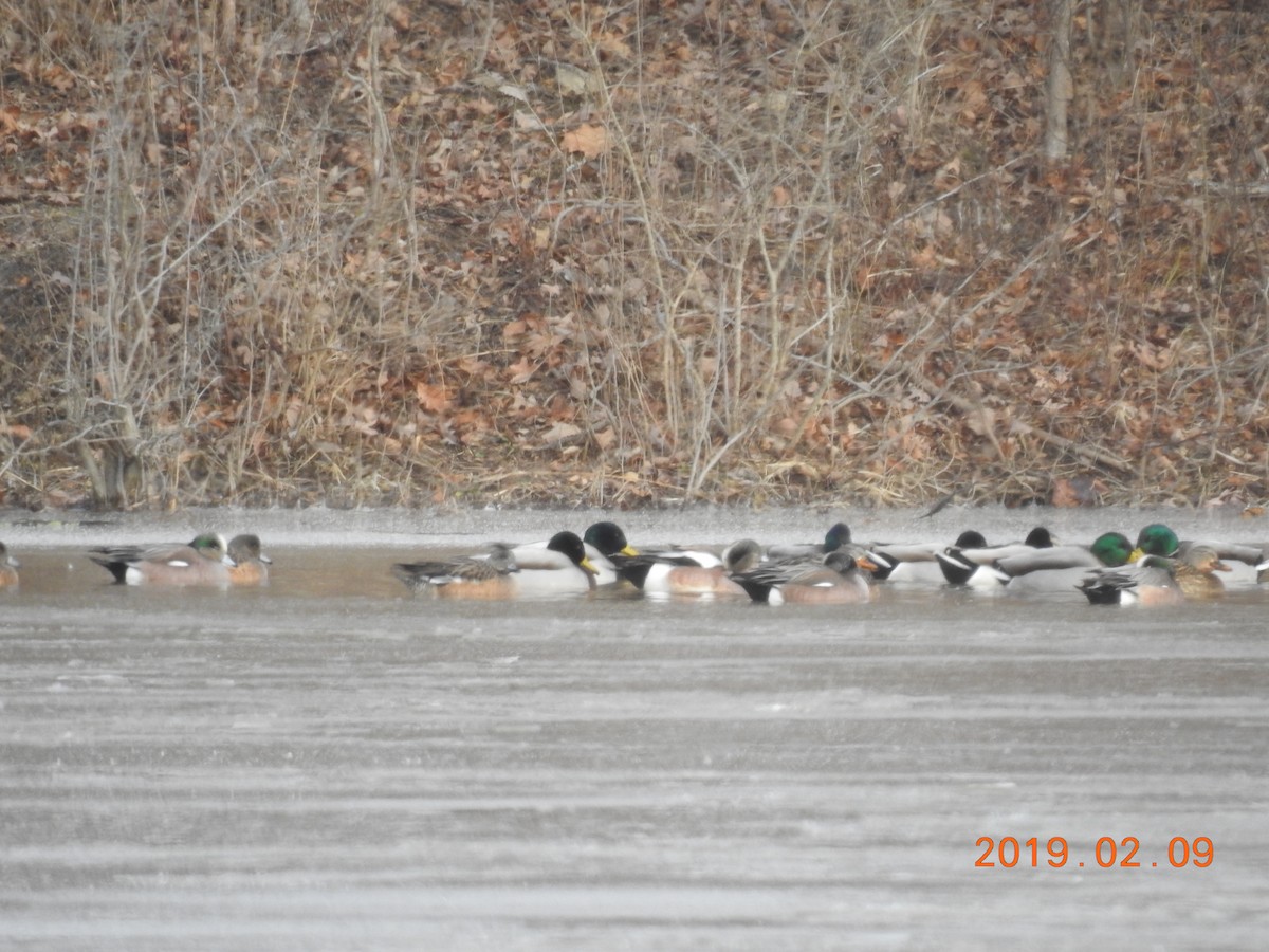 American Wigeon - ML139749471