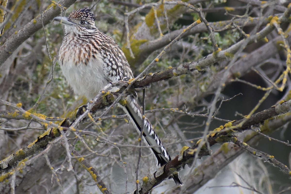 Greater Roadrunner - Jacob Gingold