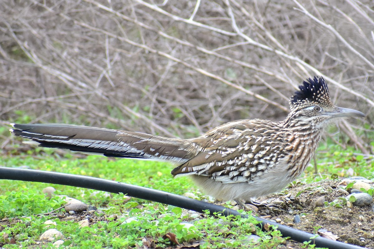 Greater Roadrunner - ML139749951