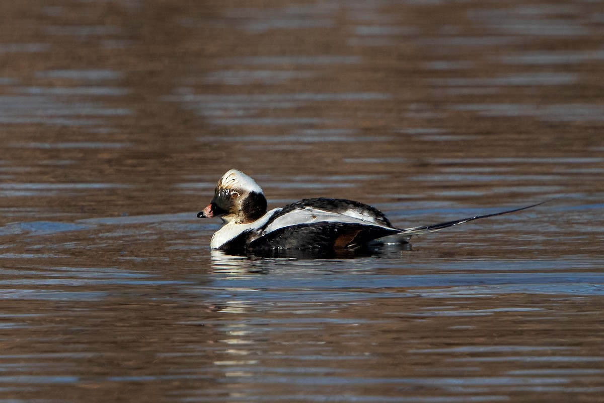 Long-tailed Duck - ML139750061