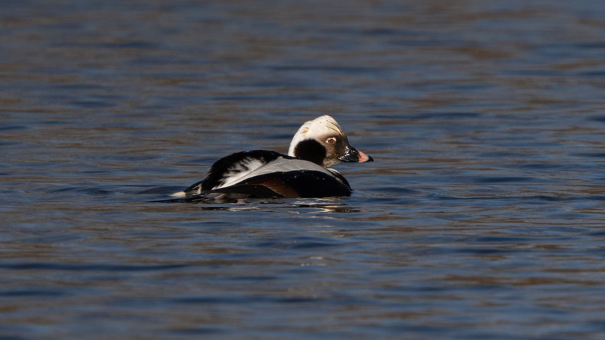 Long-tailed Duck - ML139750071