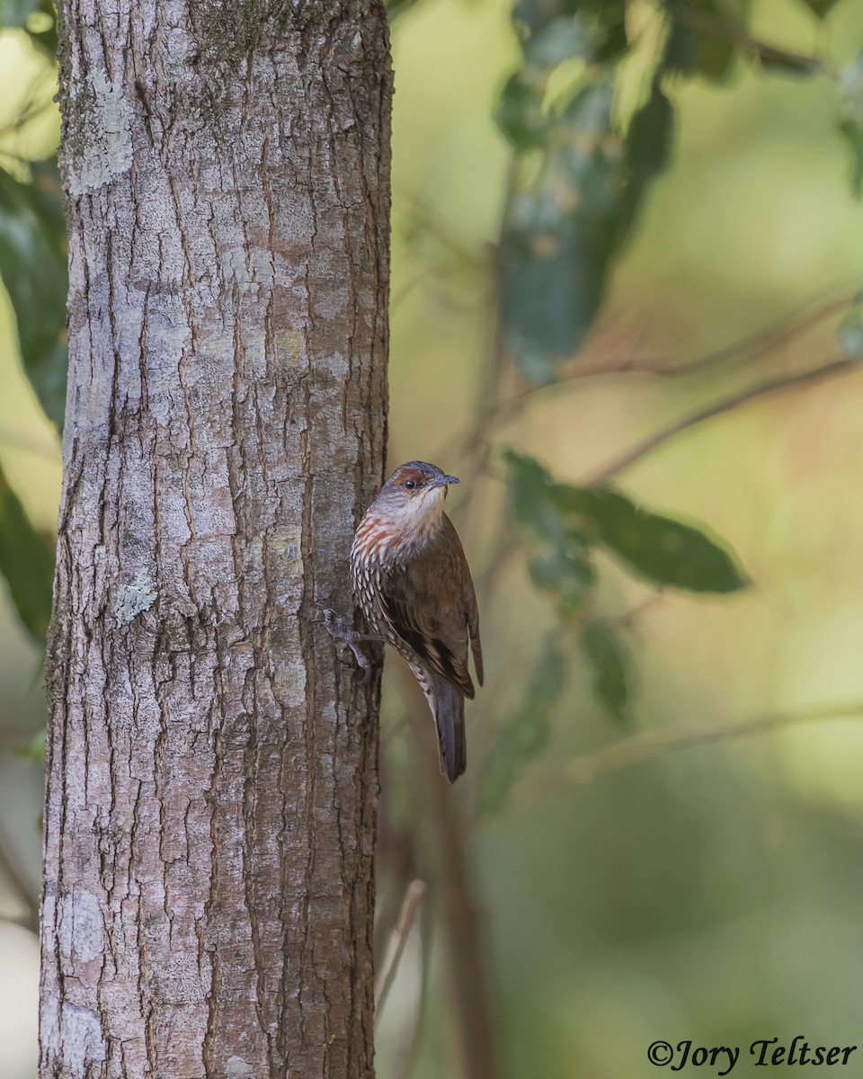 Red-browed Treecreeper - Jory Teltser