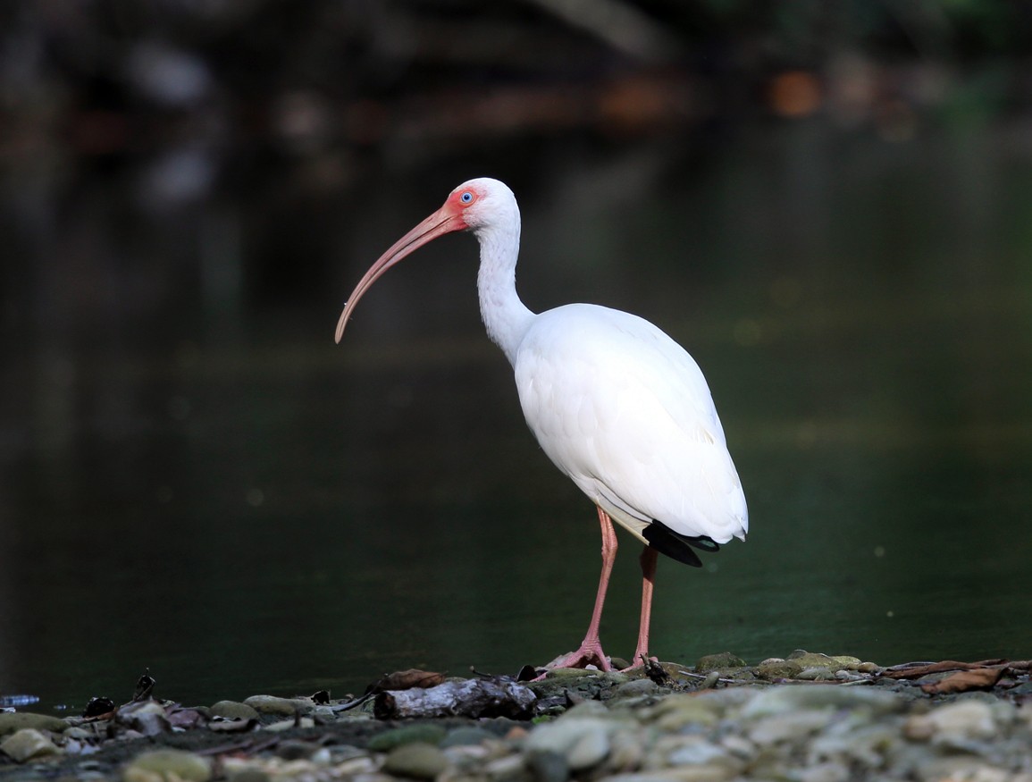 ibis bílý - ML139754481