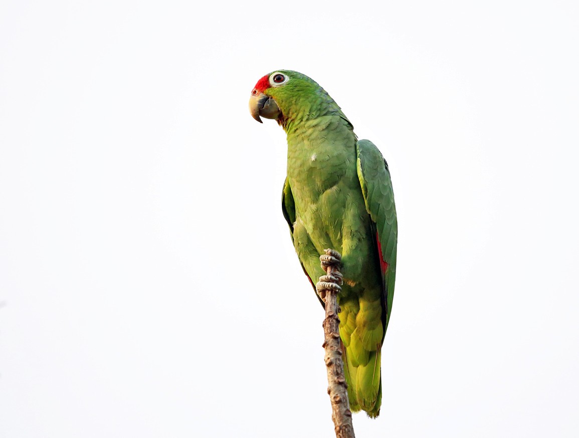 Red-lored Parrot - ML139754751