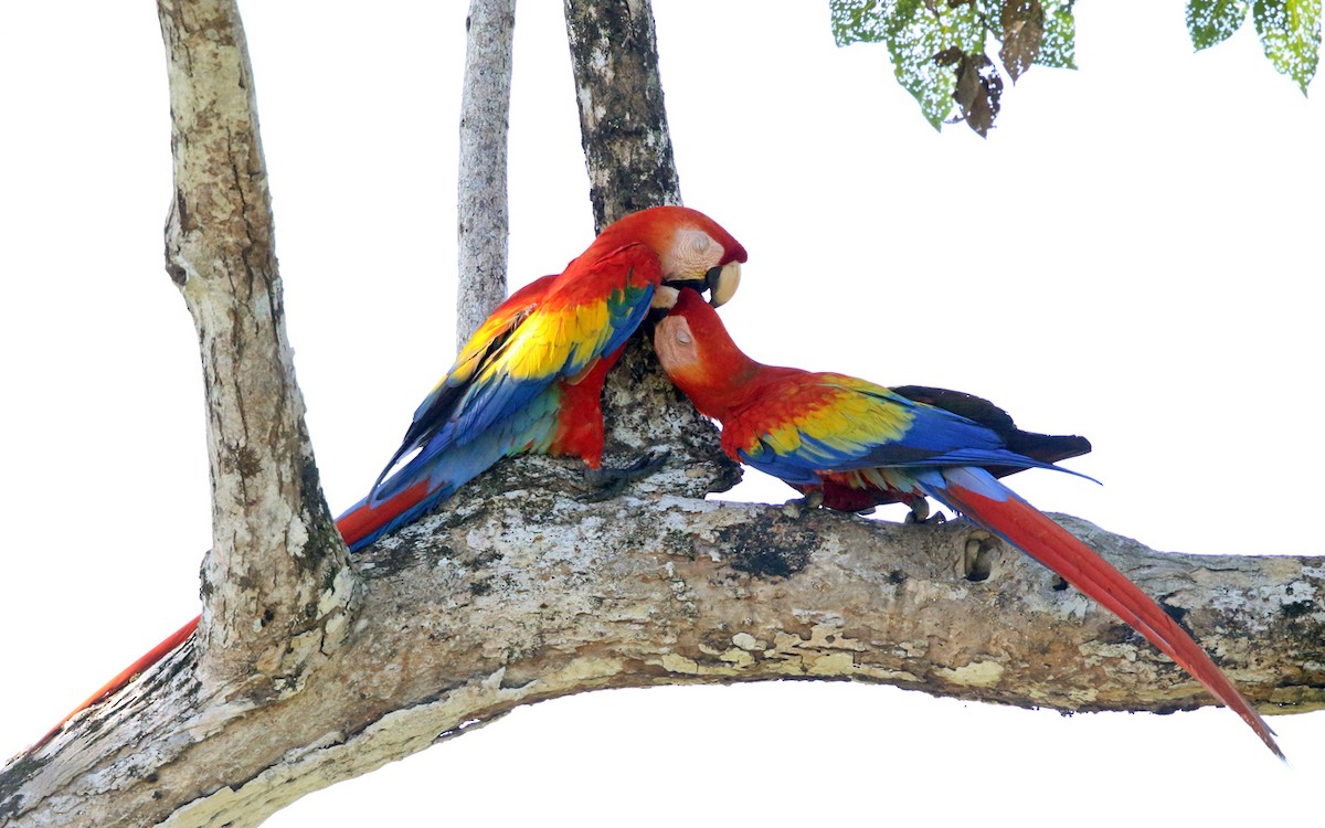 Scarlet Macaw - ML139754771
