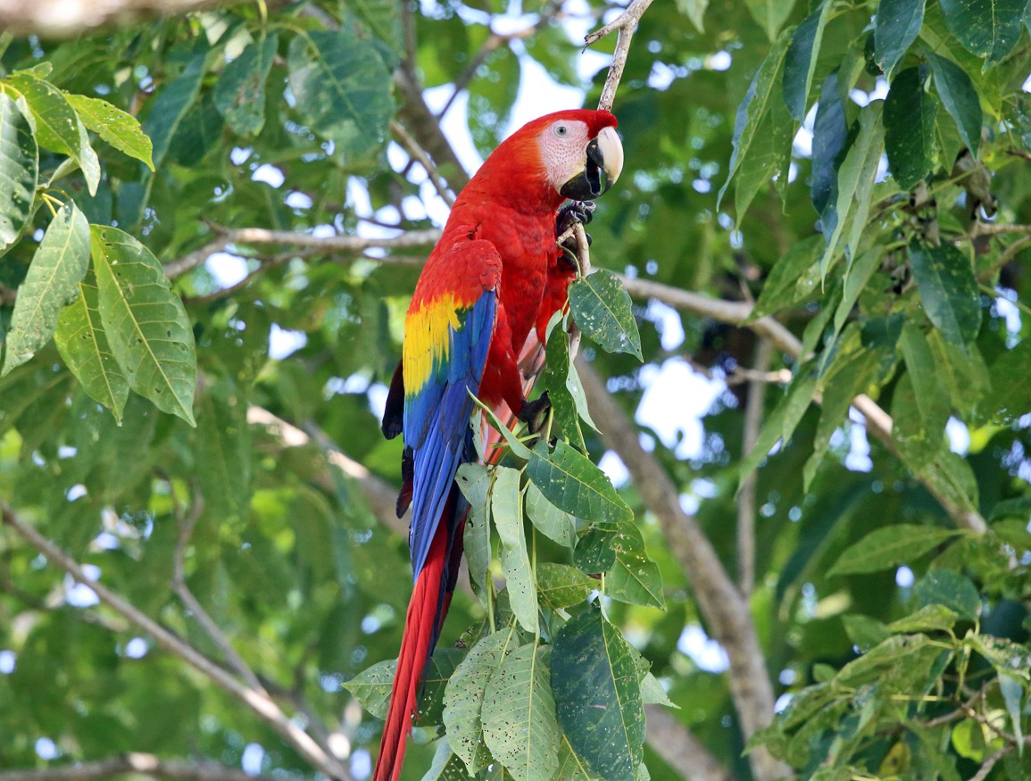 Scarlet Macaw - ML139754791