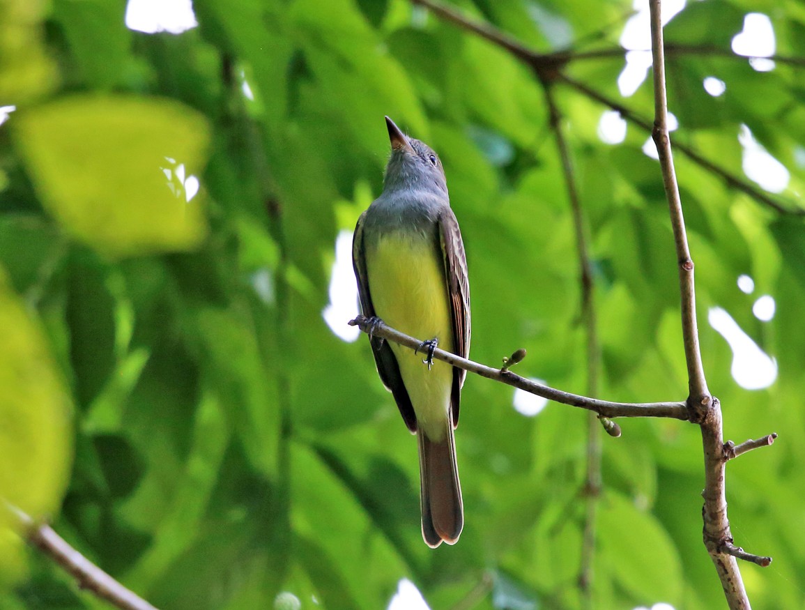 Great Crested Flycatcher - ML139754901