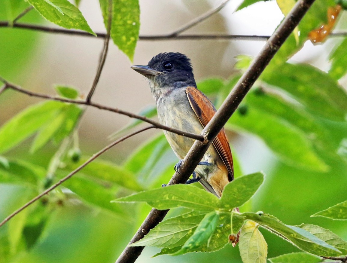 Rose-throated Becard - ML139754991