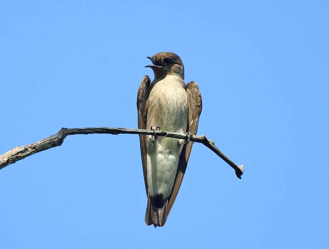 Southern Rough-winged Swallow - ML139755051