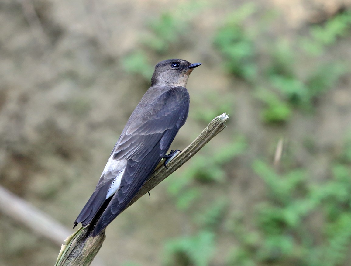 Southern Rough-winged Swallow - ML139755071