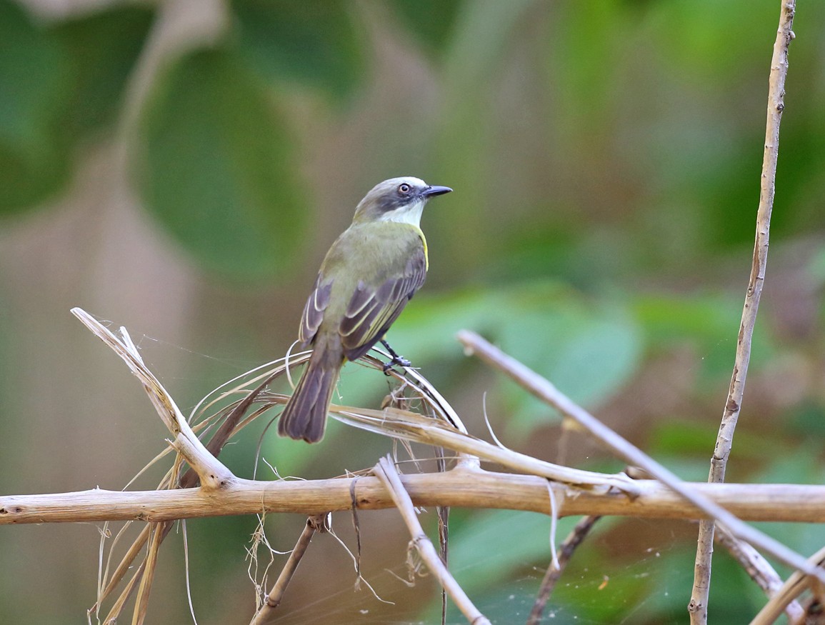 Gray-capped Flycatcher - ML139755441