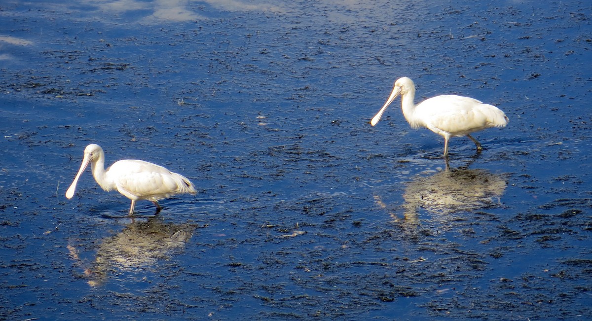 Yellow-billed Spoonbill - ML139756291