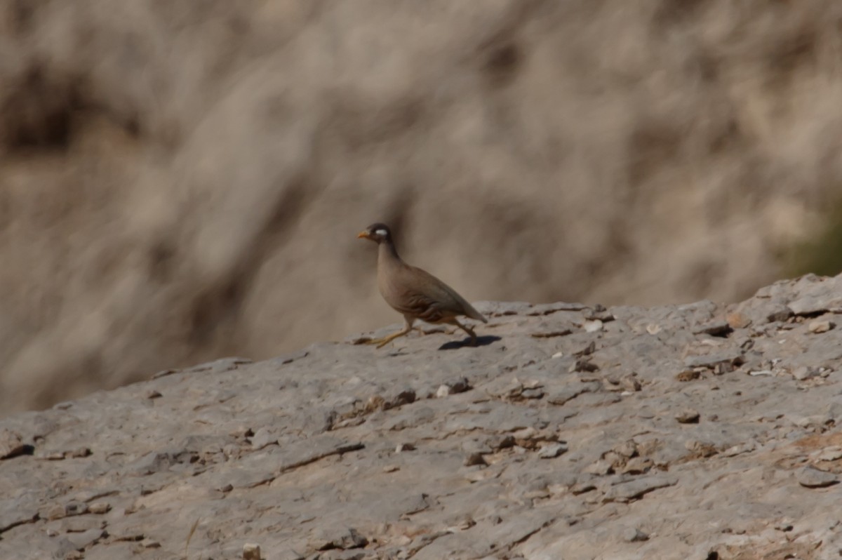 Sand Partridge - Desmond Lobo