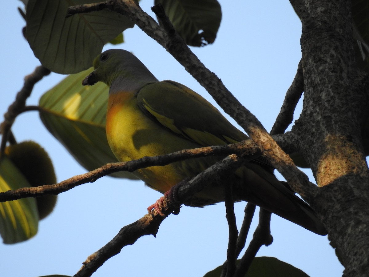 Orange-breasted Green-Pigeon - ML139757581