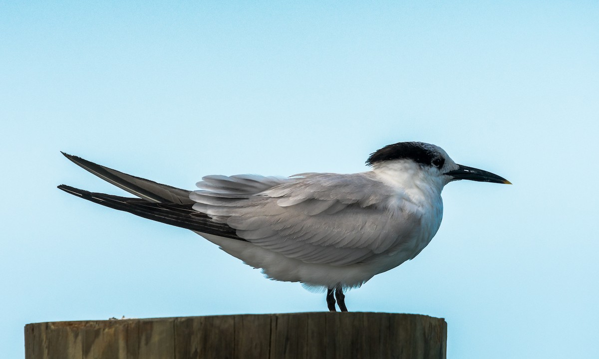 Sandwich Tern - ML139757701