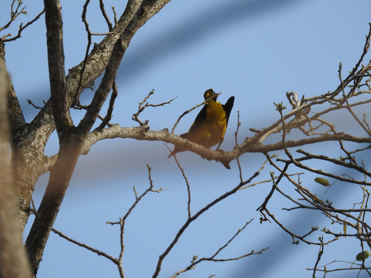 Black-hooded Oriole - ML139757861