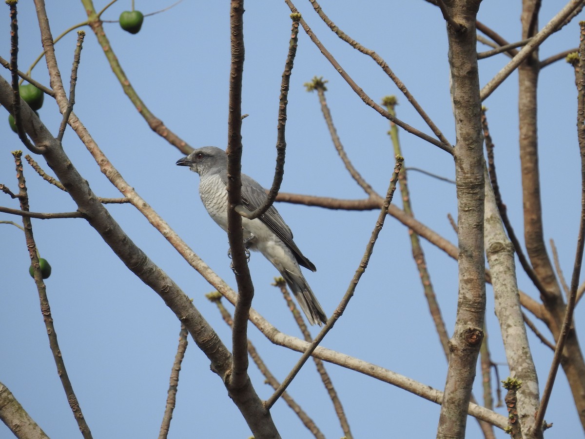 Large Cuckooshrike - ML139757981