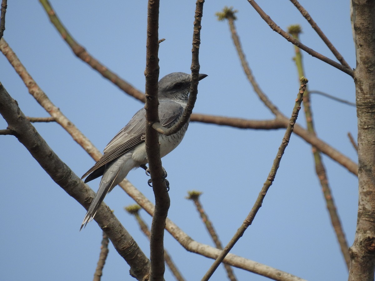 Large Cuckooshrike - ML139758031