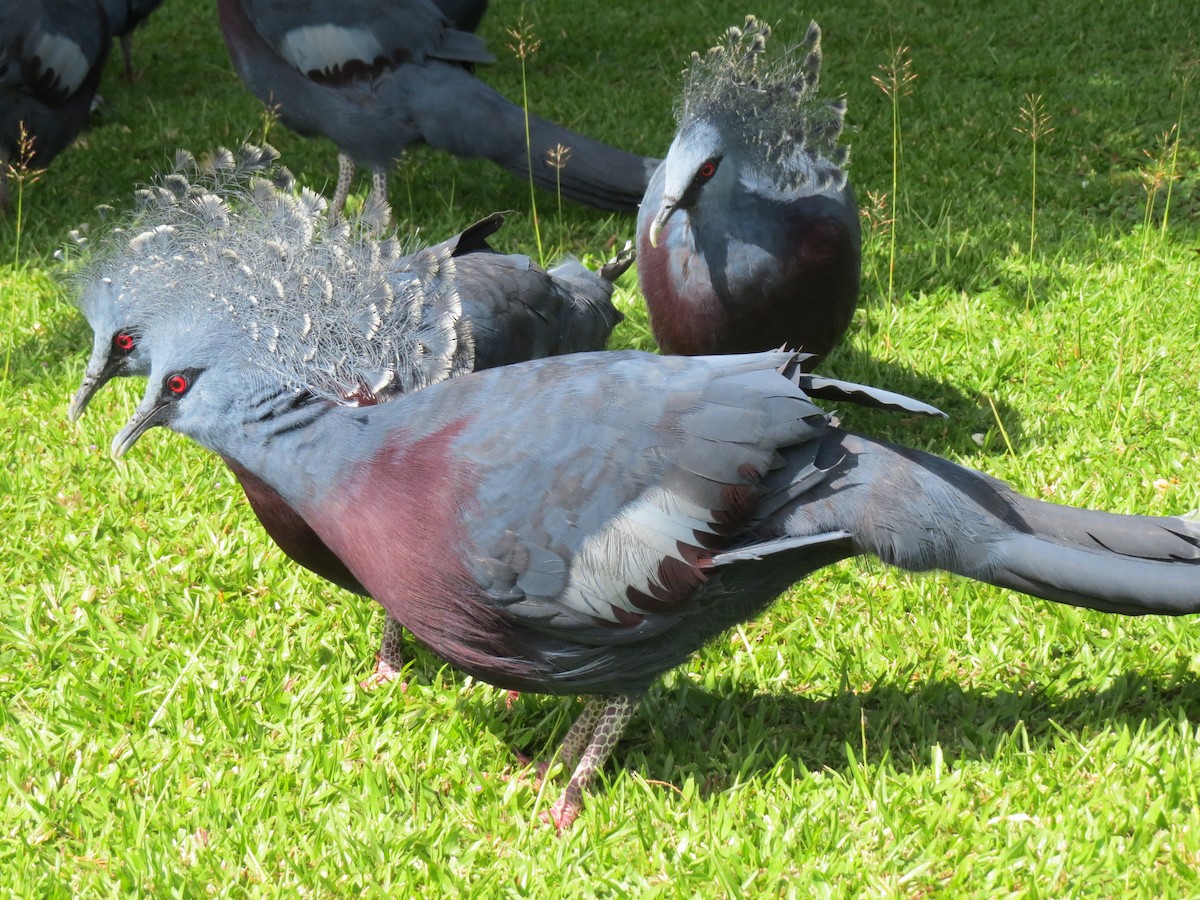 Victoria Crowned-Pigeon - Christian Cholette