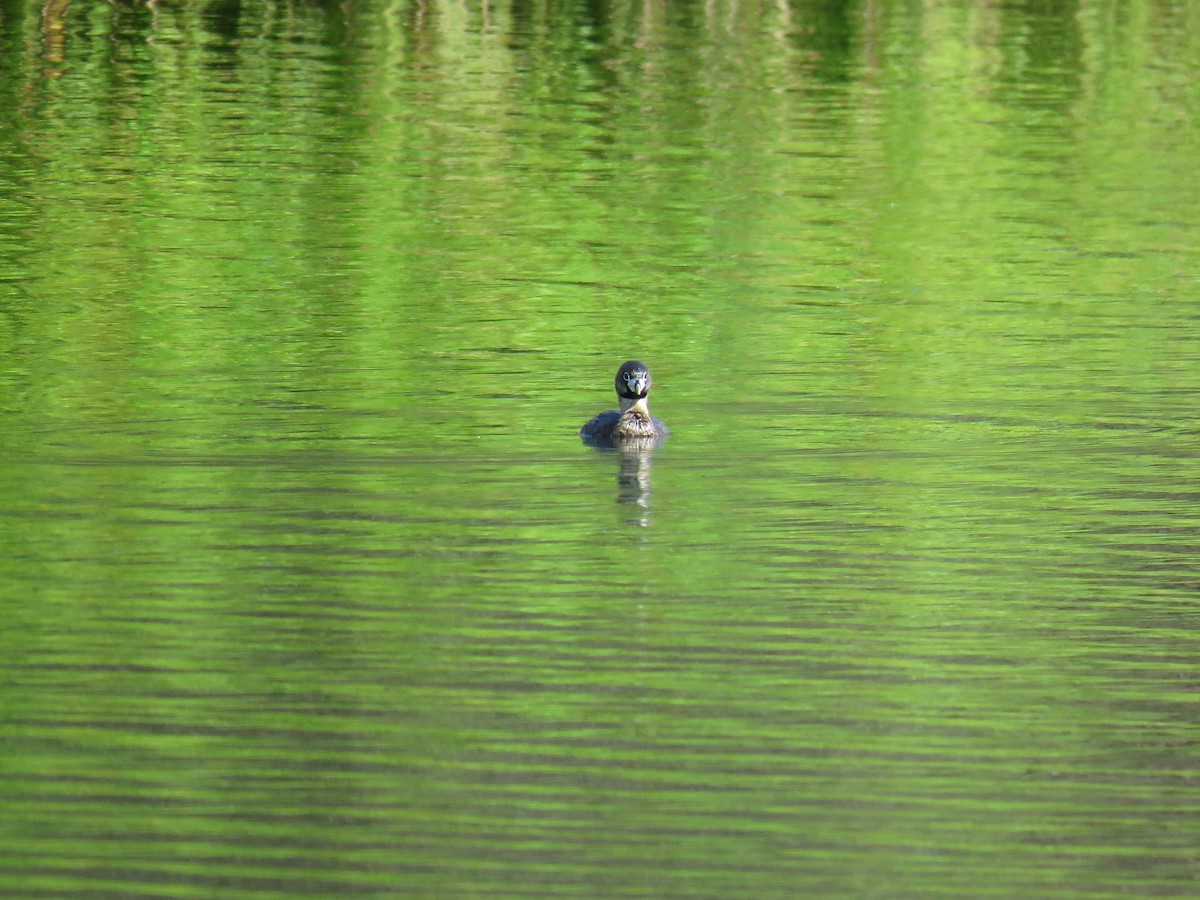 Pied-billed Grebe - ML139758651