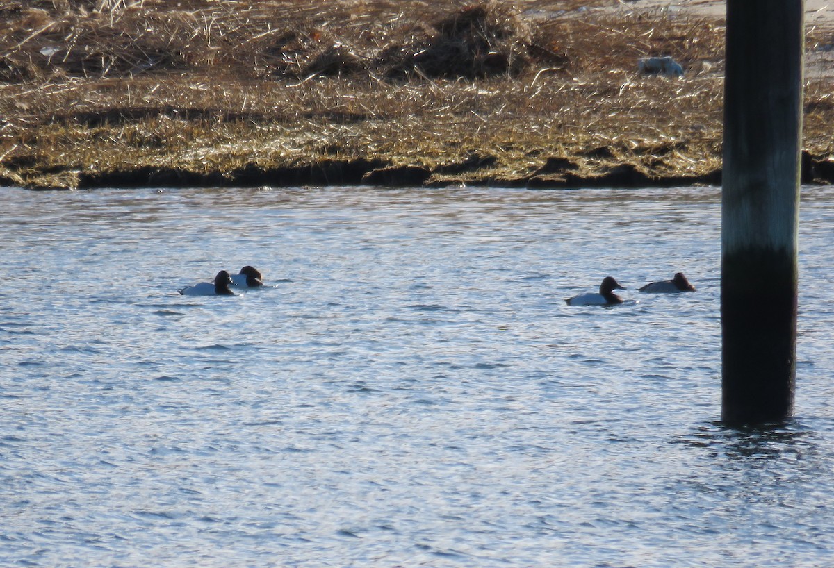 Canvasback - ML139758951