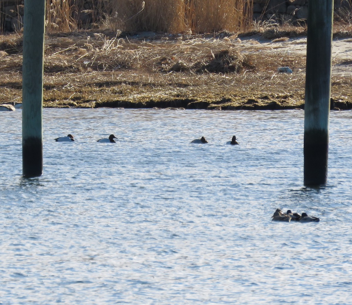 Canvasback - ML139758961