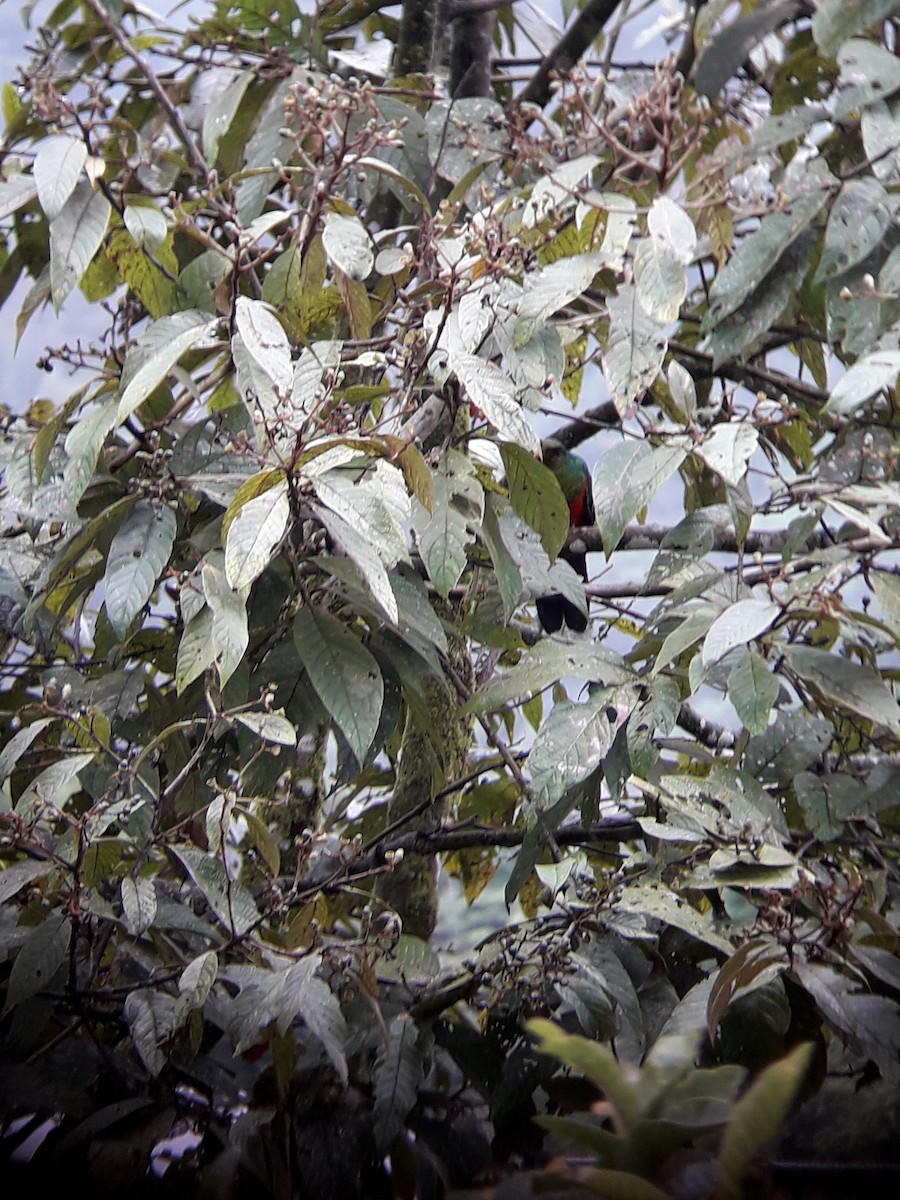 Golden-headed Quetzal - ML139759271