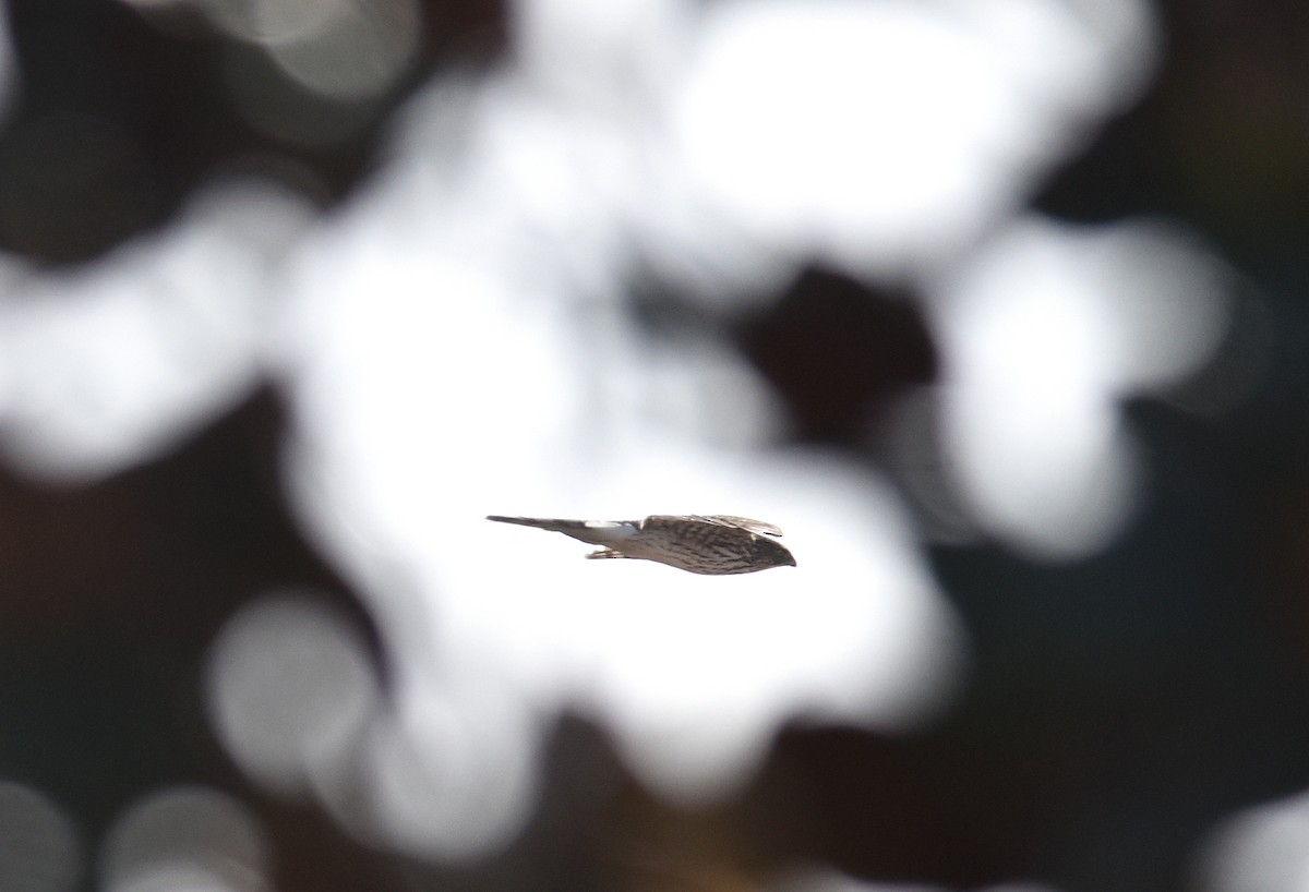 Cooper's Hawk - ML139759761