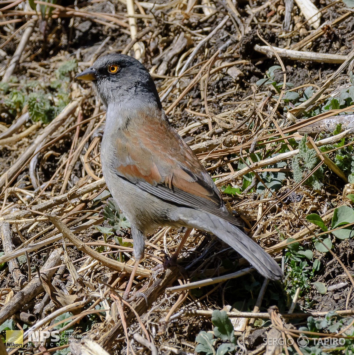 Yellow-eyed Junco - ML139760141