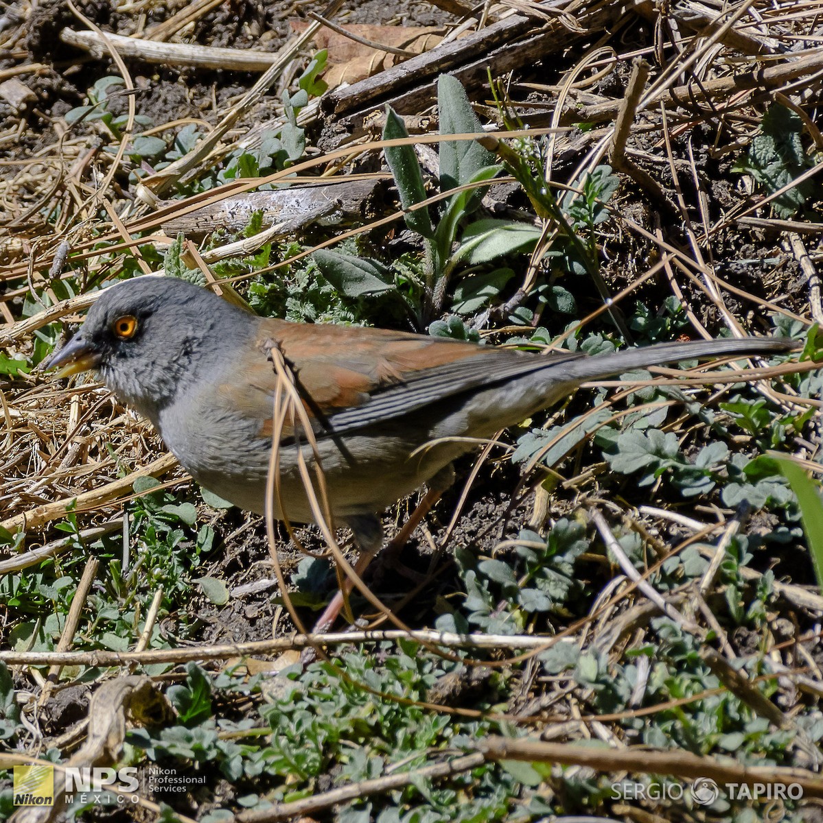 Yellow-eyed Junco - ML139760151