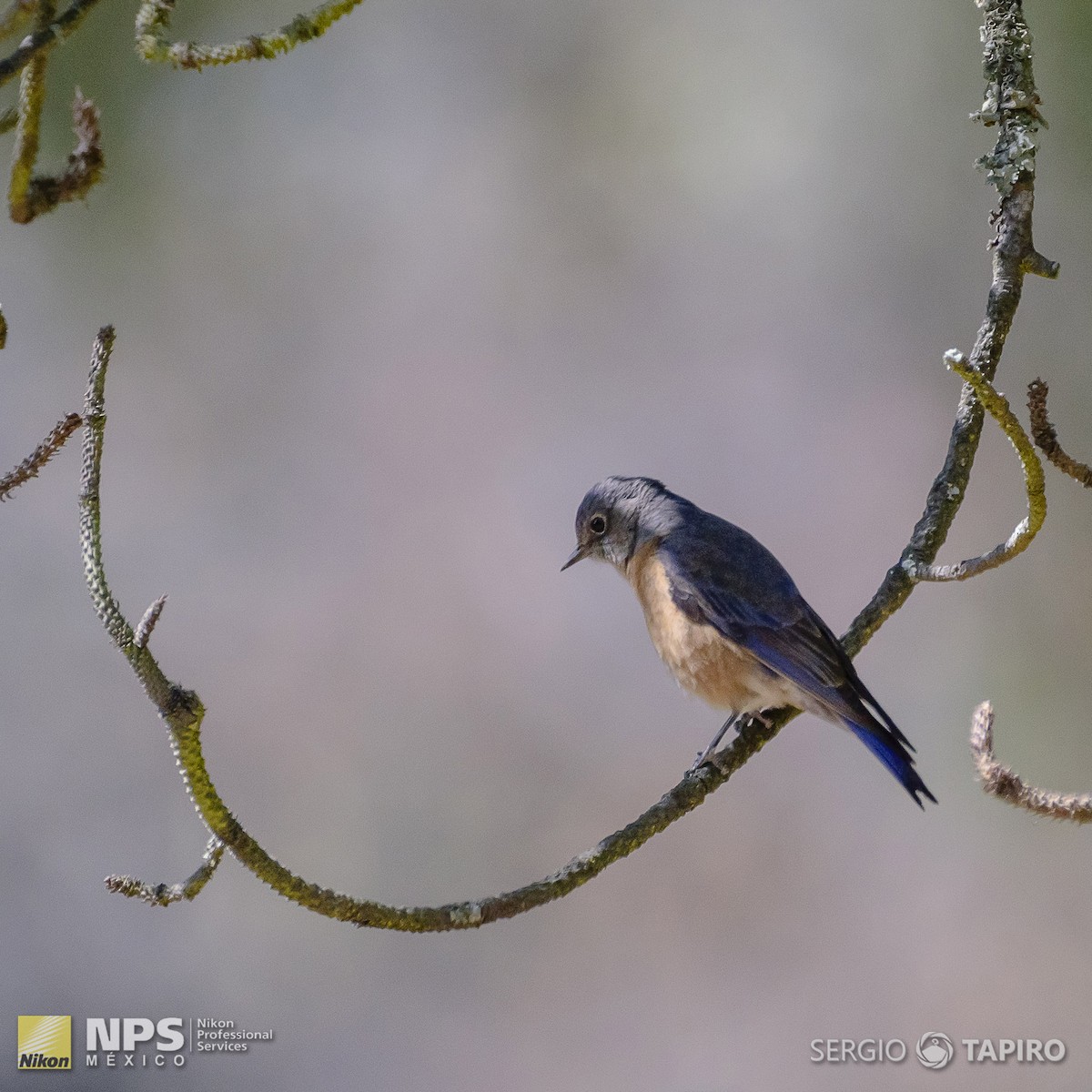 Western Bluebird - ML139760321