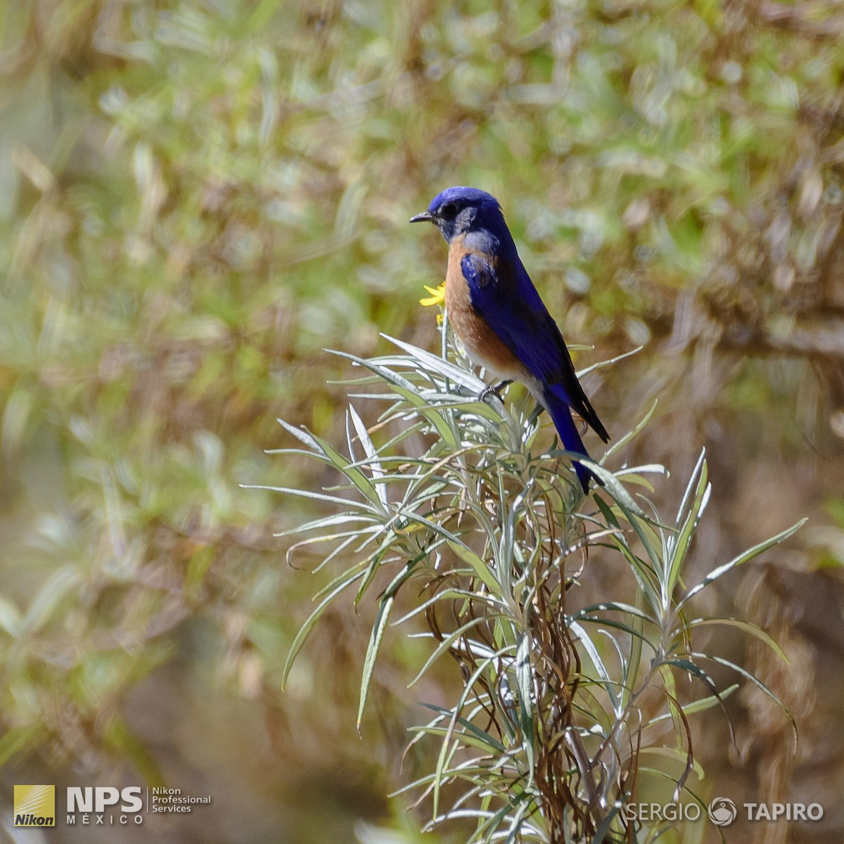 Western Bluebird - ML139760331