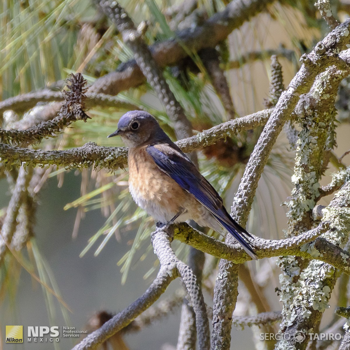 Western Bluebird - ML139760351
