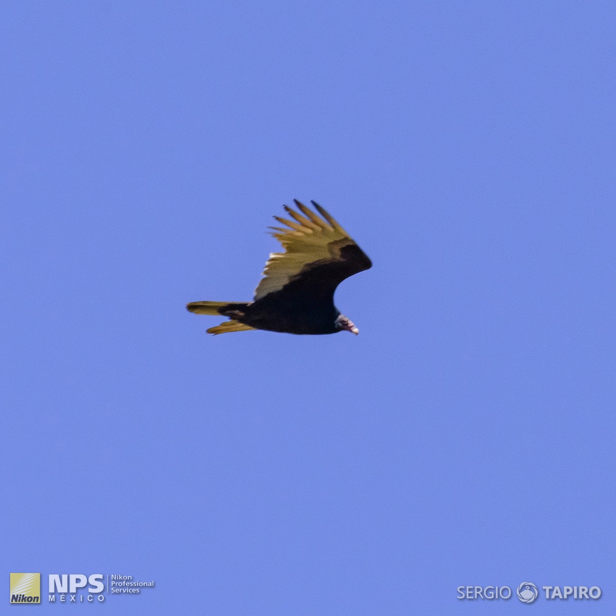 Turkey Vulture - ML139760781