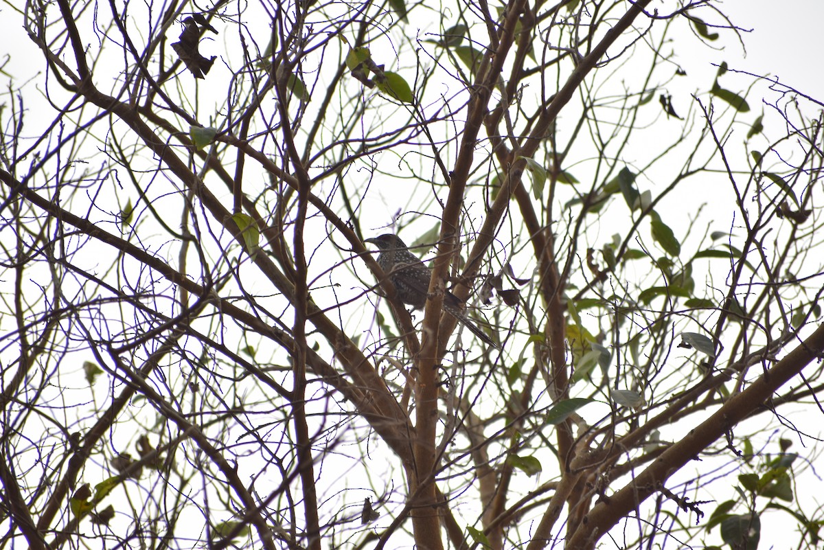 Asian Koel - ML139761201