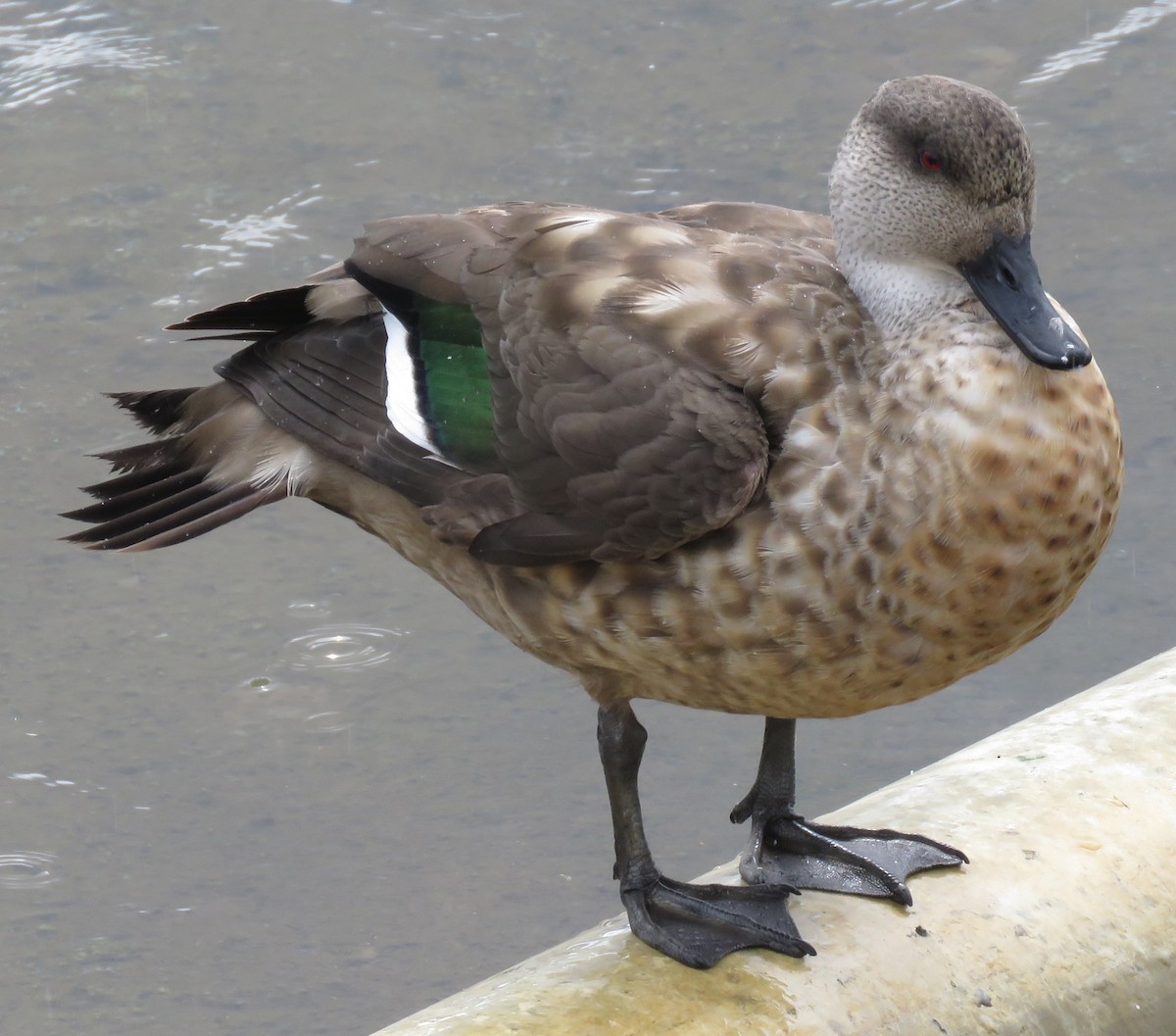 Crested Duck - Kathryn Clouston
