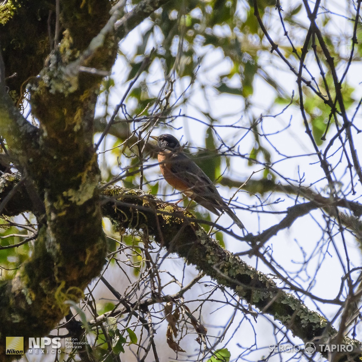 American Robin - ML139761371