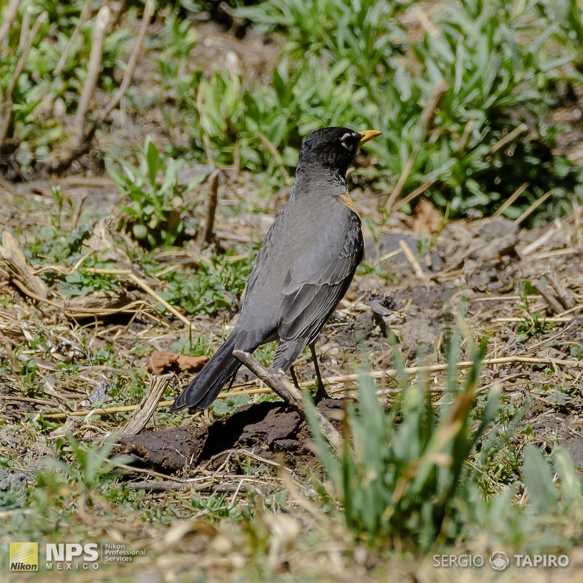 American Robin - ML139761381