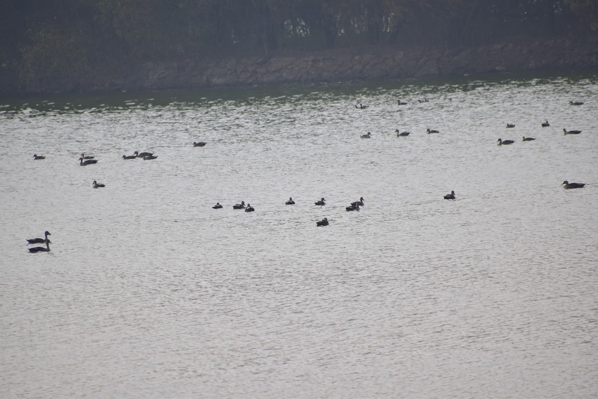 Eurasian Coot - ML139761831