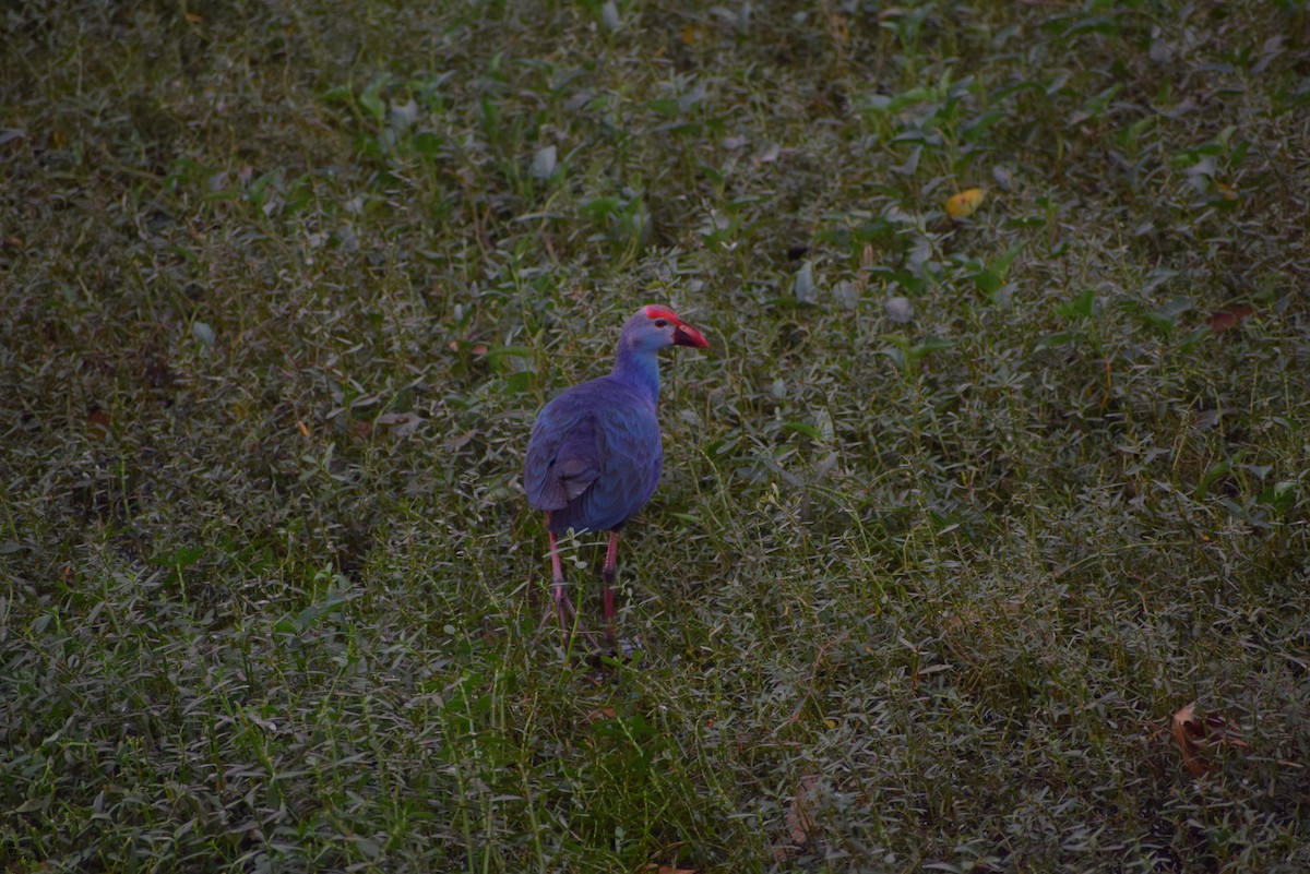 Gray-headed Swamphen - ML139762251