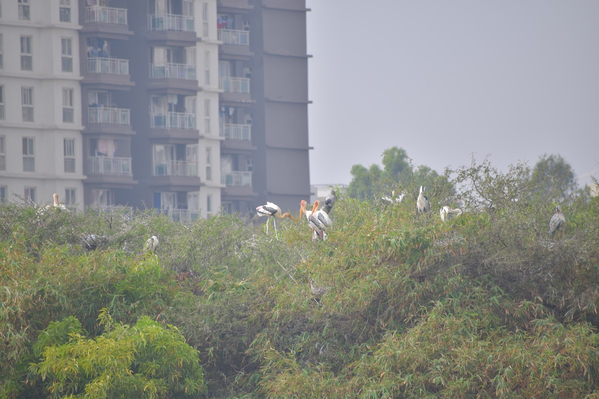 Painted Stork - ML139762741