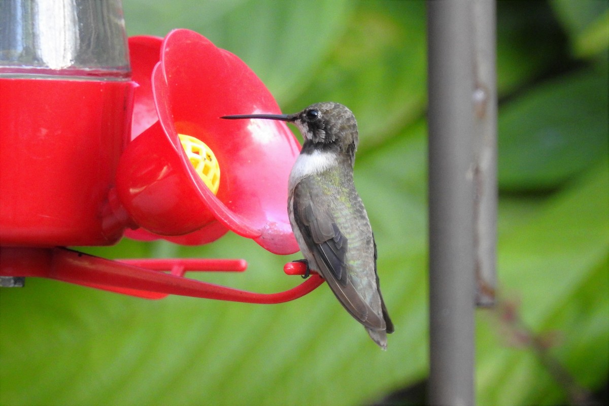 Colibri à gorge noire - ML139763101