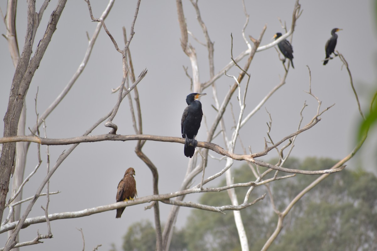 Indian Cormorant - Ashraf Shaikh