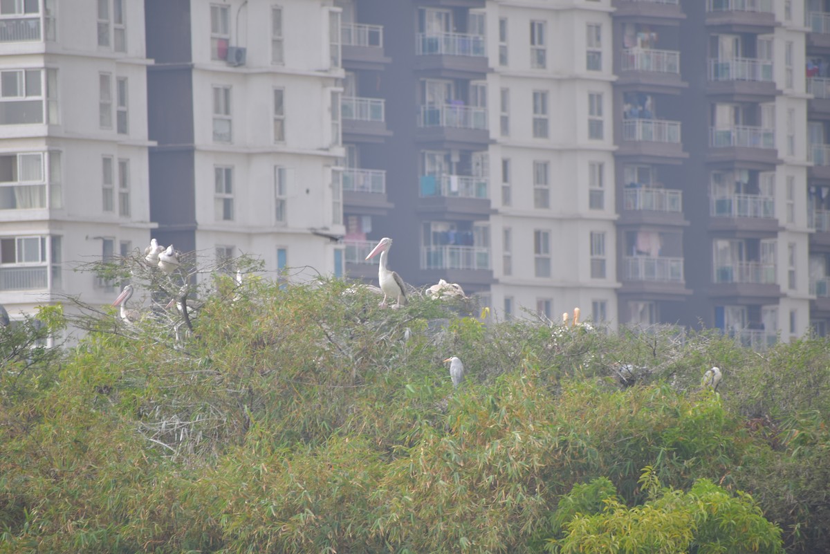 Spot-billed Pelican - Ashraf Shaikh