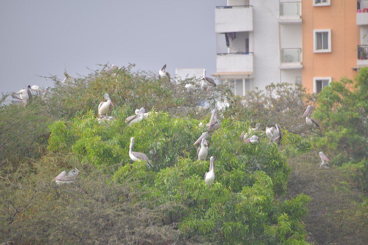 Spot-billed Pelican - ML139764061