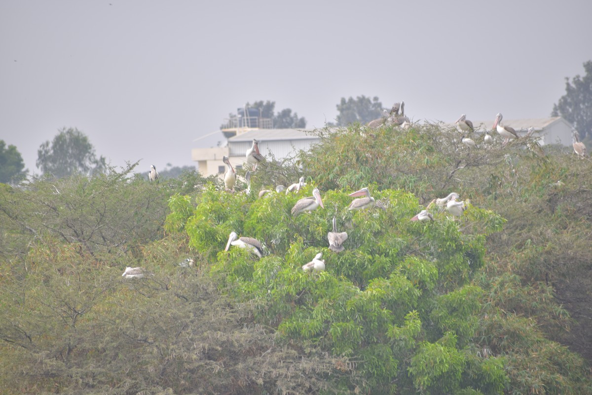 Spot-billed Pelican - ML139764071