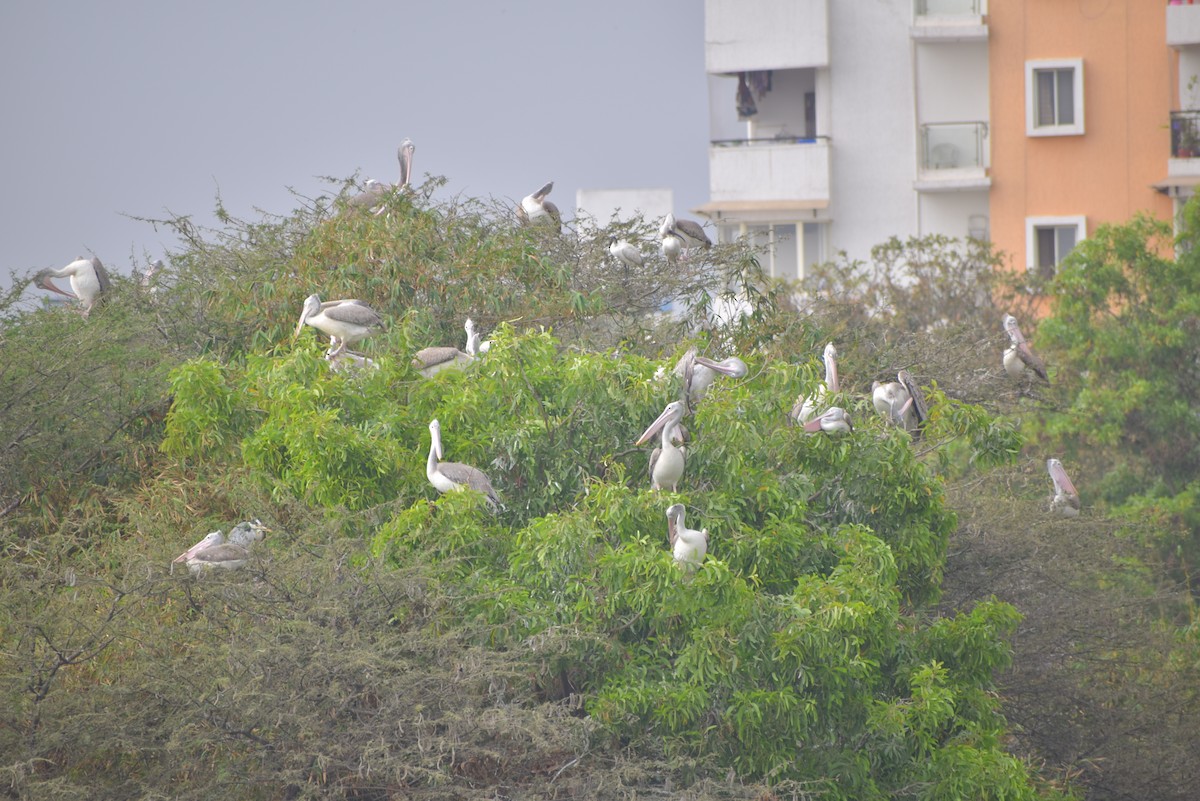 Spot-billed Pelican - ML139764101