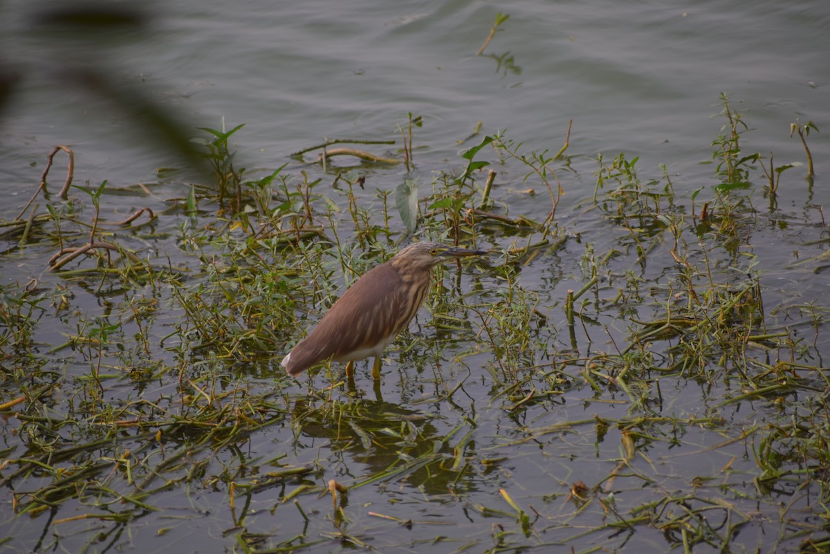 Indian Pond-Heron - ML139764741